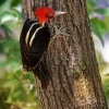 Datel svetlezoby - Campephilus guatemalensis - Pale-billed woodpecker 2957